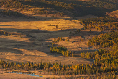 Where Does Cannabis Grow Naturally? Origins Explained
