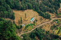 Nepal's Wild Hemp Roots Meet a New Age of Licensing