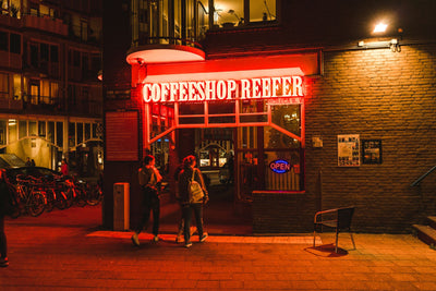 Dutch Cannabis Pilot Report: Regulated Supply Chain Diversifies Market