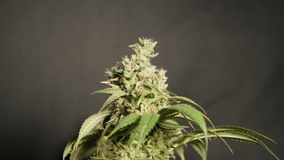 Growing One Autoflower Under an LED Bar in a Closet