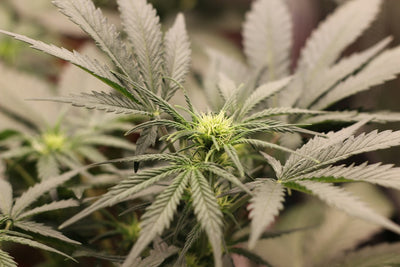 Autoflower Feeding Schedules: What the Data Actually Shows