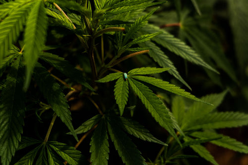 What Actually Makes a Cannabis Breeding Program Succeed