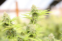 Fixing Intersex Traits in Landrace Sativa Backcrosses