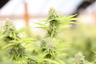 Fixing Intersex Traits in Landrace Sativa Backcrosses