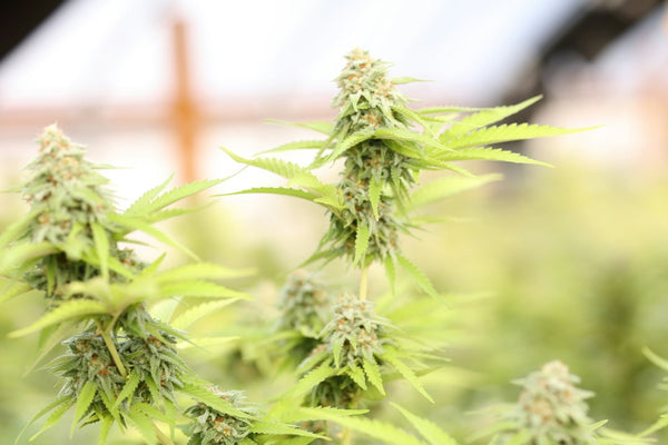 Fixing Intersex Traits in Landrace Sativa Backcrosses