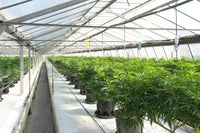 Stabilizing Durban Poison Past F3: A Breeder's Guide