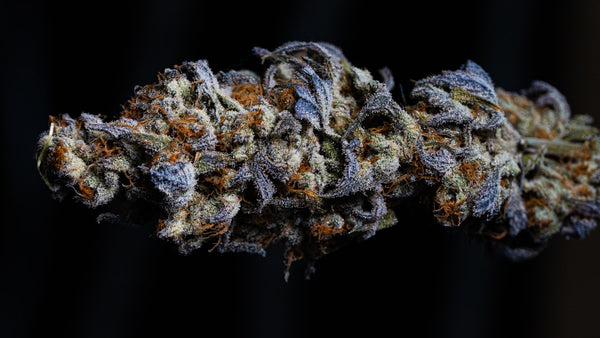 Does Organic Growing Really Improve Cannabis Flavor?
