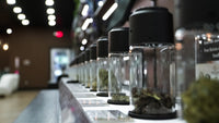 Curing Buds for Concentrate Extraction: A Grower's Guide