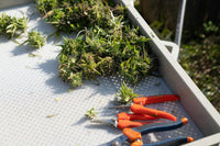 Traditional Curing vs. Modern Tech: Which Actually Makes Better Weed