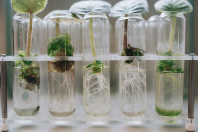 How to Take Cannabis Clones That Actually Root Reliably