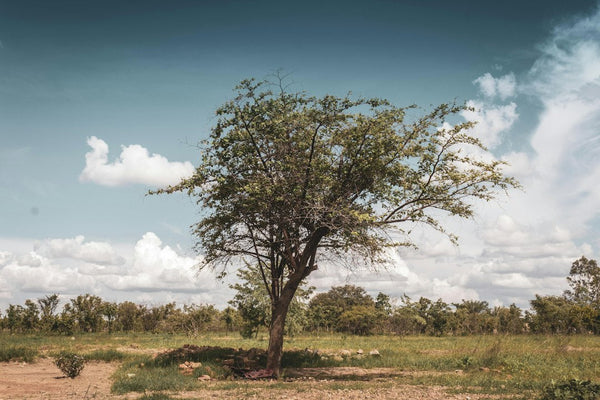 Why Zimbabwe's 2018 Cannabis Export Licences Shut Out Small Growers