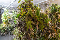 Why States Mandate Water Activity Testing for Cannabis Flower