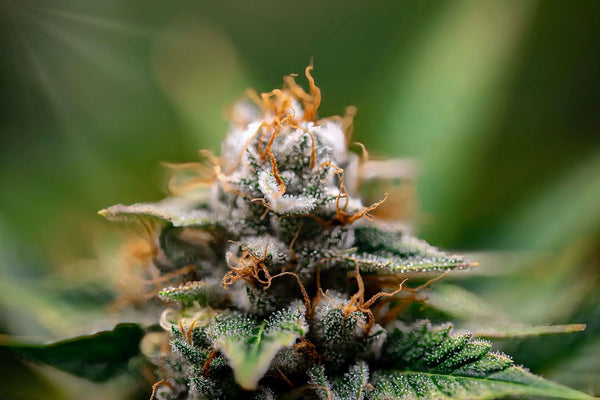 Bloom Boosters and Terpenes: What the Data Actually Shows