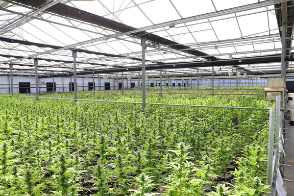Rwanda's Medical Cannabis Export Push Draws New Foreign Capital