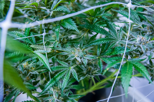 Understanding VPD Charts: The Science Behind Climate Control