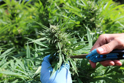 Commercial Defoliation Timing: A Stage-by-Stage Protocol