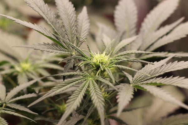 What It Really Costs to Grow Your First Cannabis Plant