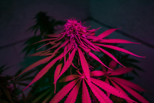Preventing Light Burn on Gelato Autoflowers at 18 Inches