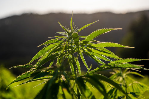 Landrace Cannabis vs. Modern Strains: A Grower's Guide