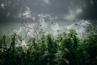 How to Pick the Right Cannabis Strain for Your Climate & Setup