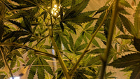 Breeding for Bigger Yields Under 1000W LED Grow Lights