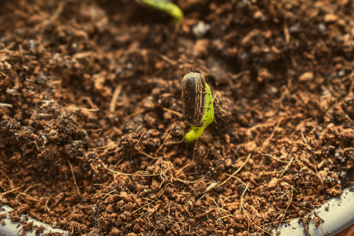 Germinating Cannabis Seeds: A Foolproof Method for Beginners