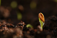 Taproot Not Showing? Troubleshooting Slow Cannabis Germination