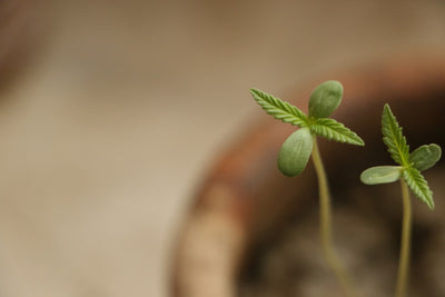 Choosing an Organic Grow Medium for Your Cannabis Kit