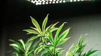 Germinating Seeds Under LED Grow Lights: A Cultivator's Guide