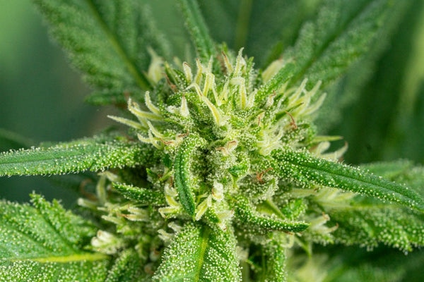 Rare Terpenoids Poised for Commercial Breakout