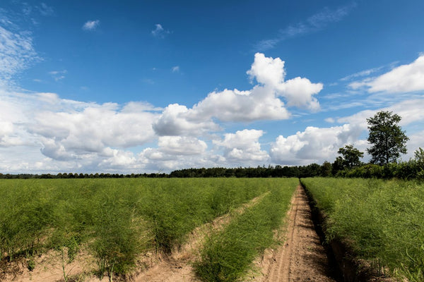 Chile's Colonial Hemp Farms and the Spanish Crown's Fiber Quotas