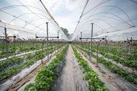 Bud Density at Scale: Why Commercial Harvests Underperform