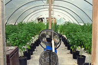 Indoor vs Greenhouse vs Outdoor: Cultivation Models Compared