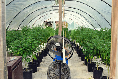 Indoor vs Greenhouse vs Outdoor: Cultivation Models Compared