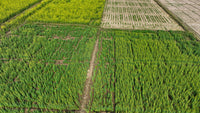 Cover Crops & Companion Planting: Building Real Soil Health for Cannabis