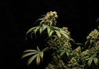 Best LED Grow Light Settings to Maximize Bud Density