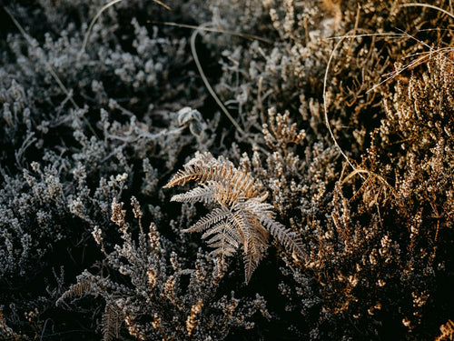 Cold-Tolerant Genetics: Breeding Cannabis for Cool Climates