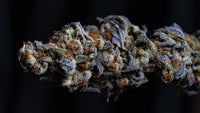 Living Soil and Bud Density: What Actually Drives Trichomes