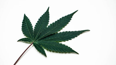 Bill Barr Joins Fight to Reverse Marijuana Rescheduling
