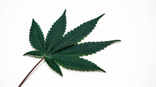 Bill Barr Joins Fight to Reverse Marijuana Rescheduling
