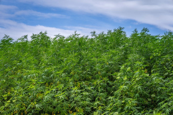 Growing Massive Outdoor Cannabis Plants From Seed