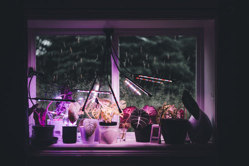 From Hidden Greenhouses to Grow Tents: How Covert Growing Evolved