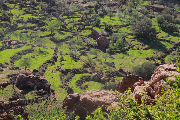 Morocco's Legal Hashish Trade: From Contraband to Export Contract