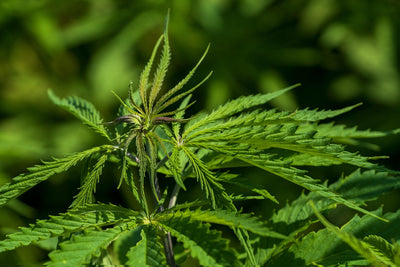 Africa's Cannabis Gold Rush: Who's Positioned to Lead Exports