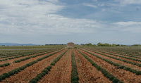 Inside France's Industrial Hemp Boom, Europe's Biggest Grower