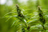 Hemp Homespun: How Kentucky Became America's Antebellum Hemp Belt