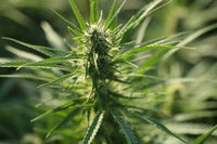 Senate Spending Bill Delays Federal Hemp THC Ban