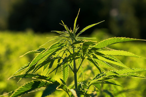 The 0.3% THC Rule Was Never About Getting High