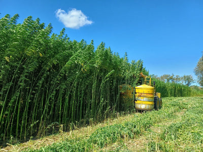 Thailand's Hemp Export Push After Decriminalization