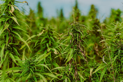 New Federal Bill Aims to Set THC Rules Before Hemp Ban Hits